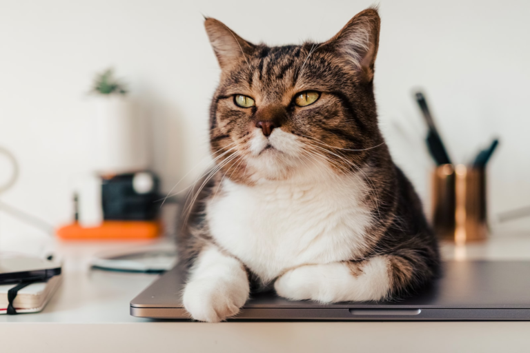 Cat Translator: Can Technology Really Understand What Your Cat Is Saying? cat translator
