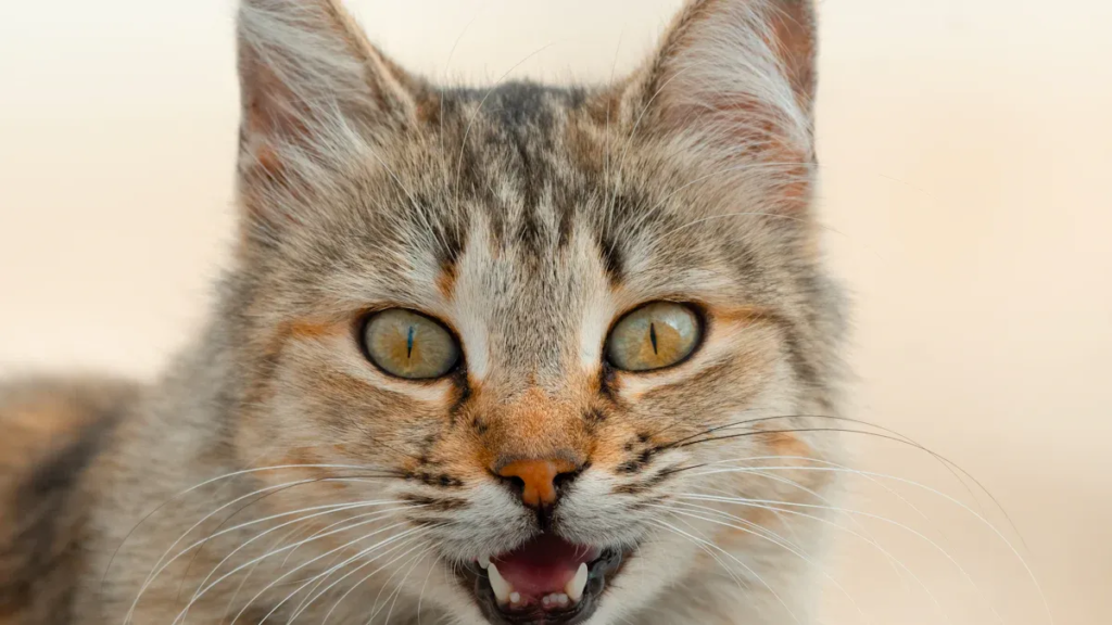 cat translator