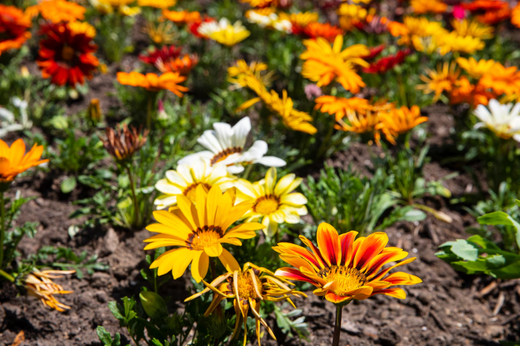 free plant identifier