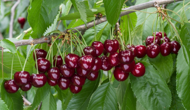 Brouwer Fruit – Kersen Verkoop: Fresh Cherries from a Local Fruit Grower brouwer fruit - kersen verkoop