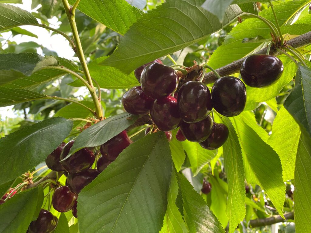 brouwer fruit - kersen verkoop