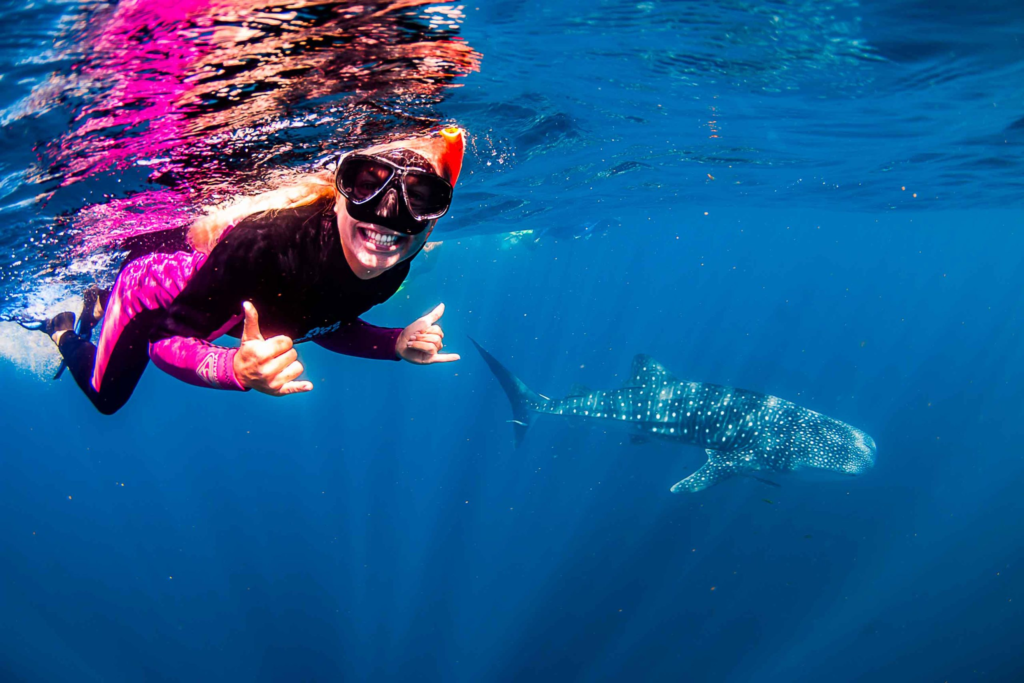 swimming with whale sharks