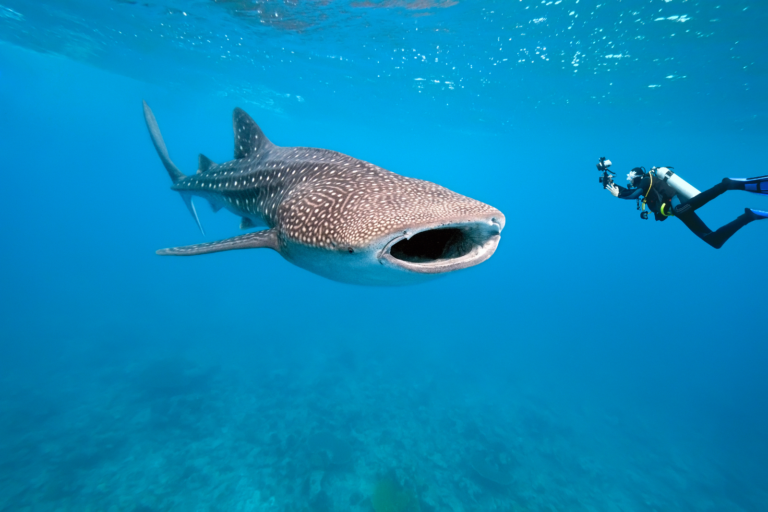 Swimming With Whale Sharks: A Complete Guide to an Unforgettable Ocean Experience