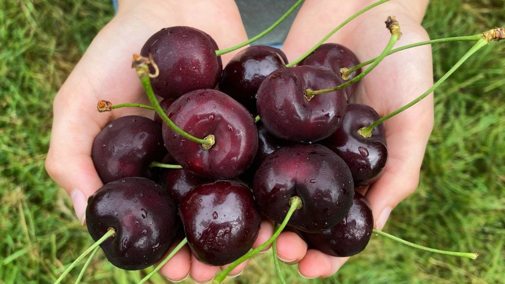 brouwer fruit - kersen verkoop